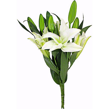 Oriental Lillies