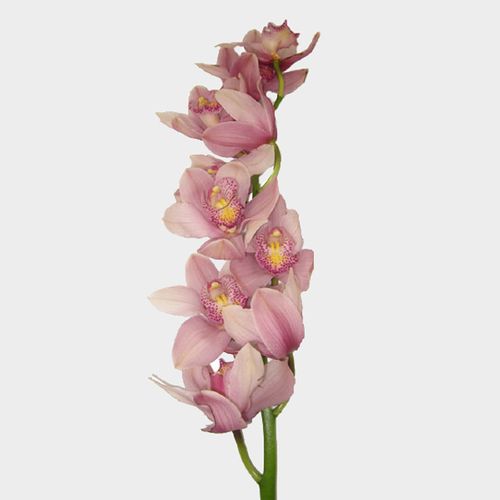 Cymbidium