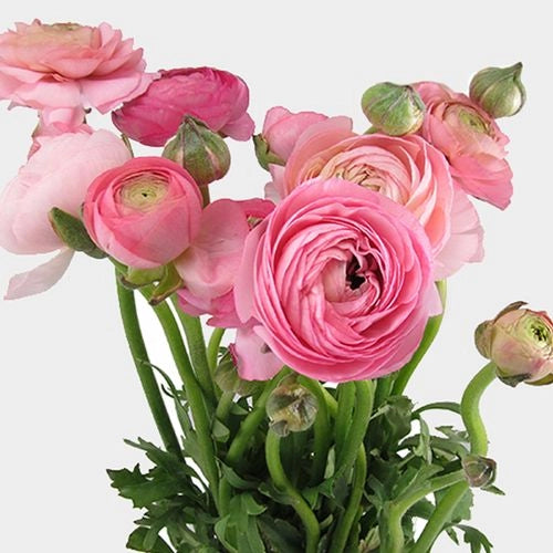 Ranunculus