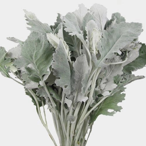 Dusty Miller