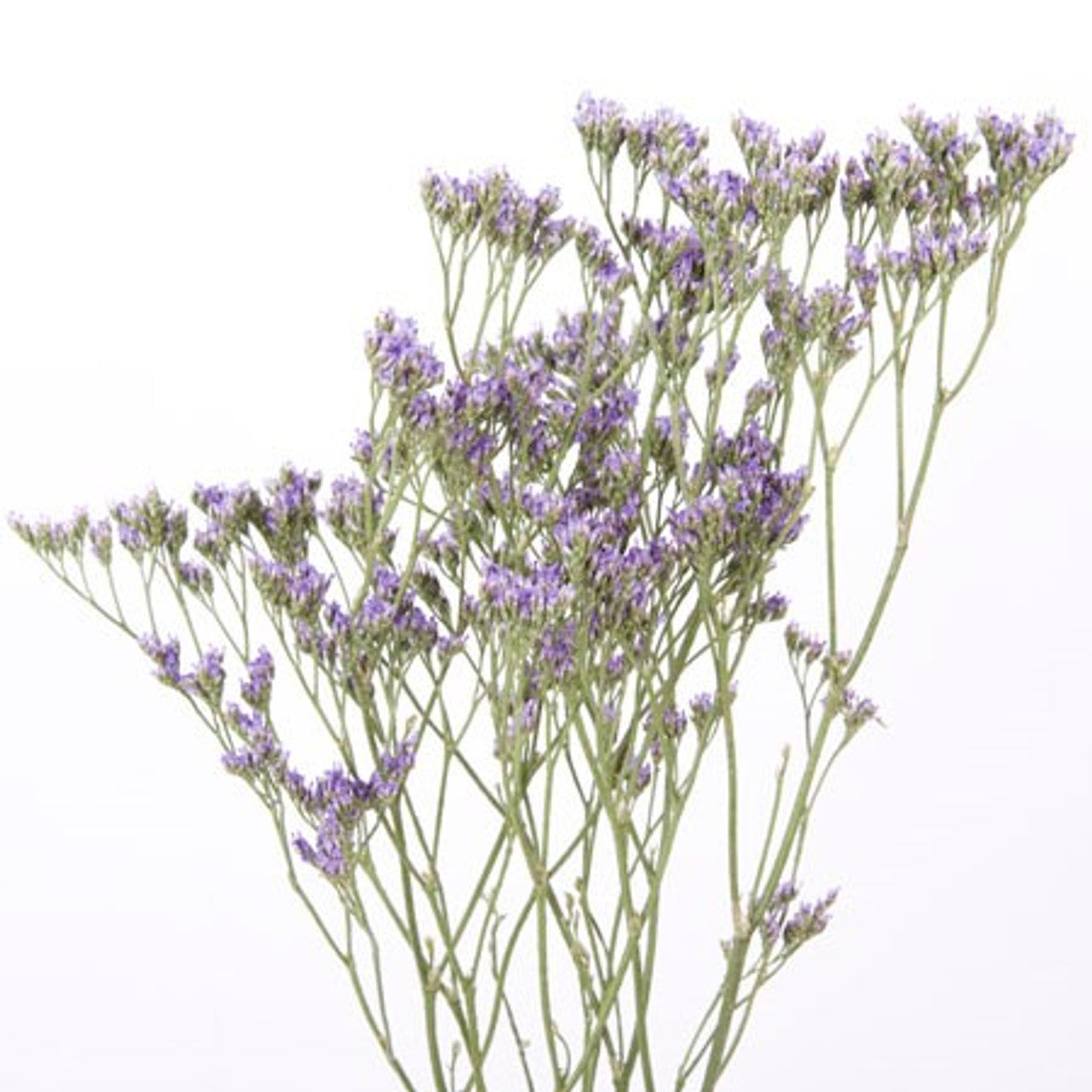 Limonium