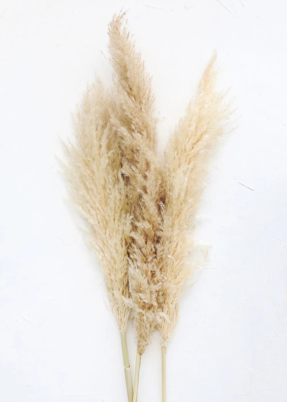 Pampas Grass