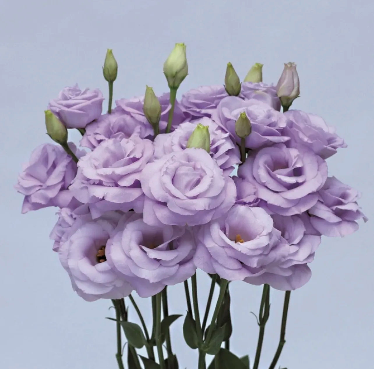 Lisianthus