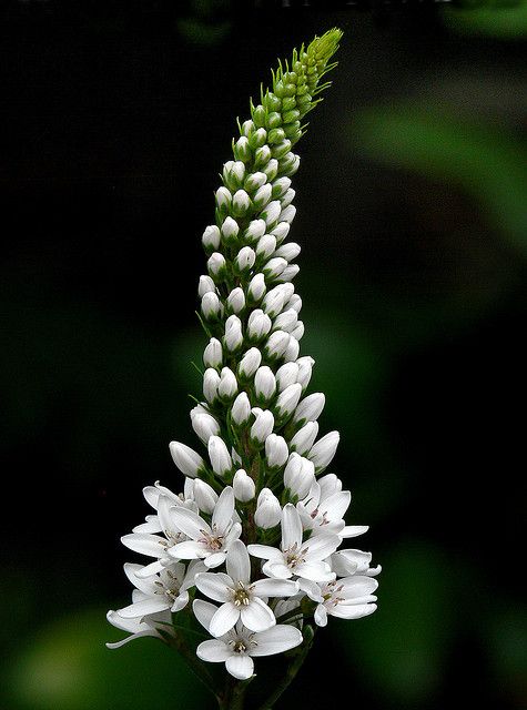 Lysimachia