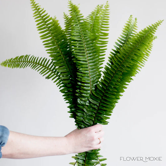 Sword Fern