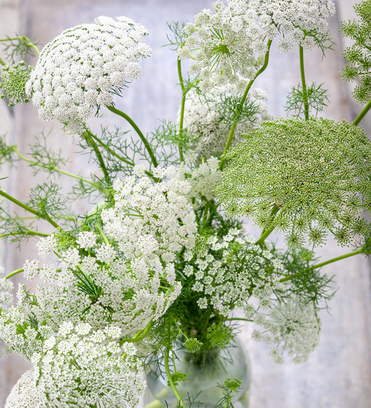 Queen Anne's Lace