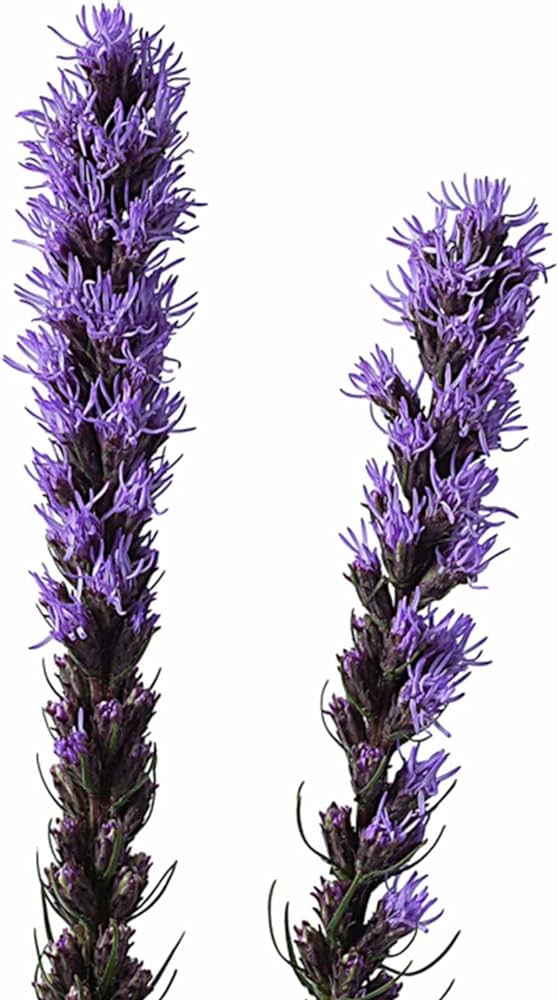 Liatris