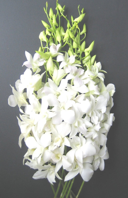 Orchid Dendrobium