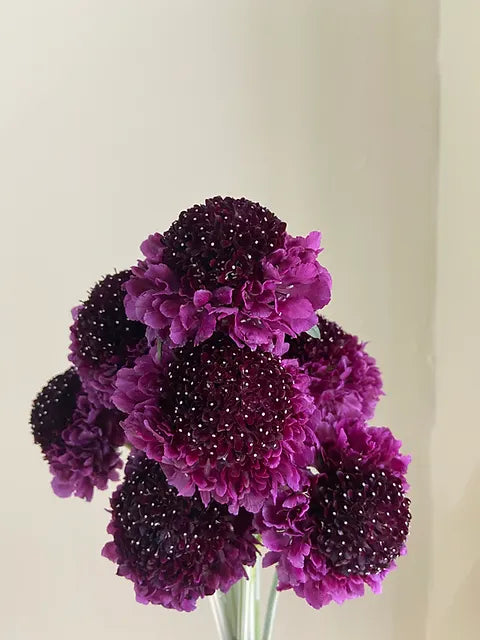 Scabiosa