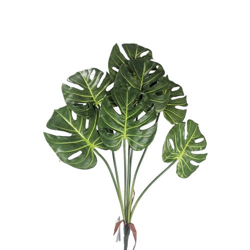 Monstera