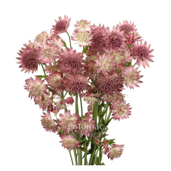 Astrantia