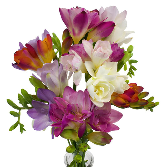 Freesia