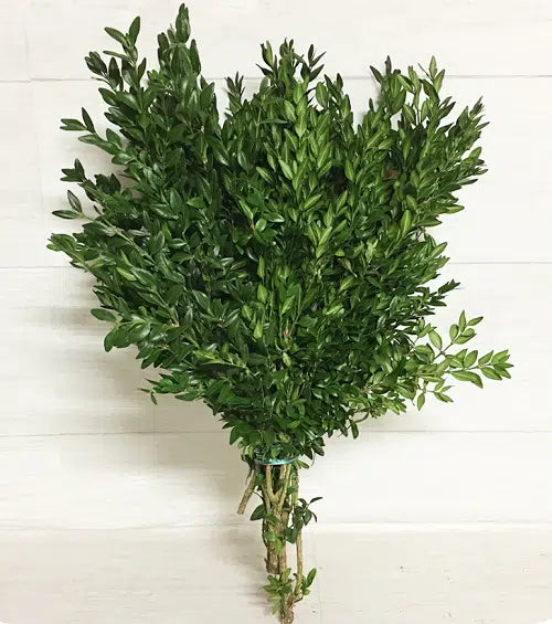 Boxwood