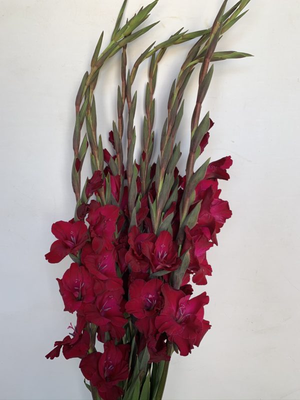 Gladiolus