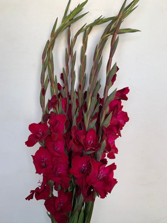 Gladiolus