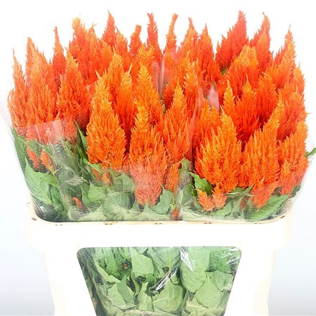 Celosia