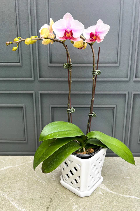 Phalaenopsis Orchids