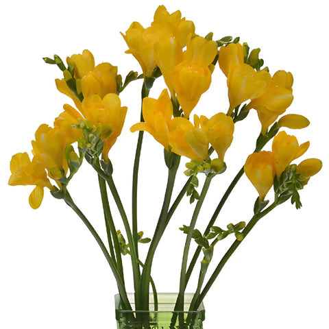 Freesia