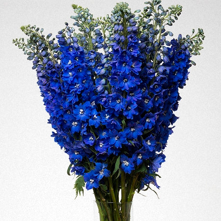 Delphinium