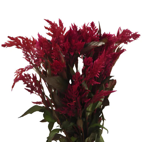 Celosia