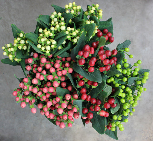 Hypericum (Coffee Bean)