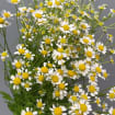 Chamomile