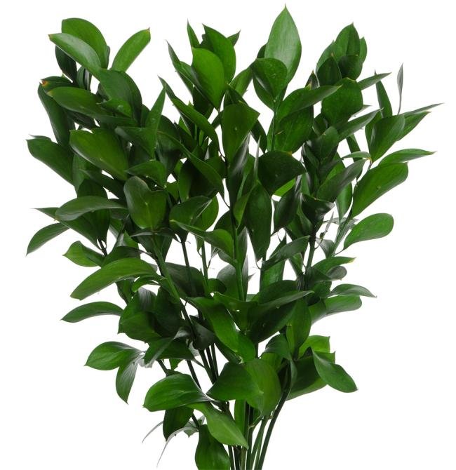 Israeli Ruscus