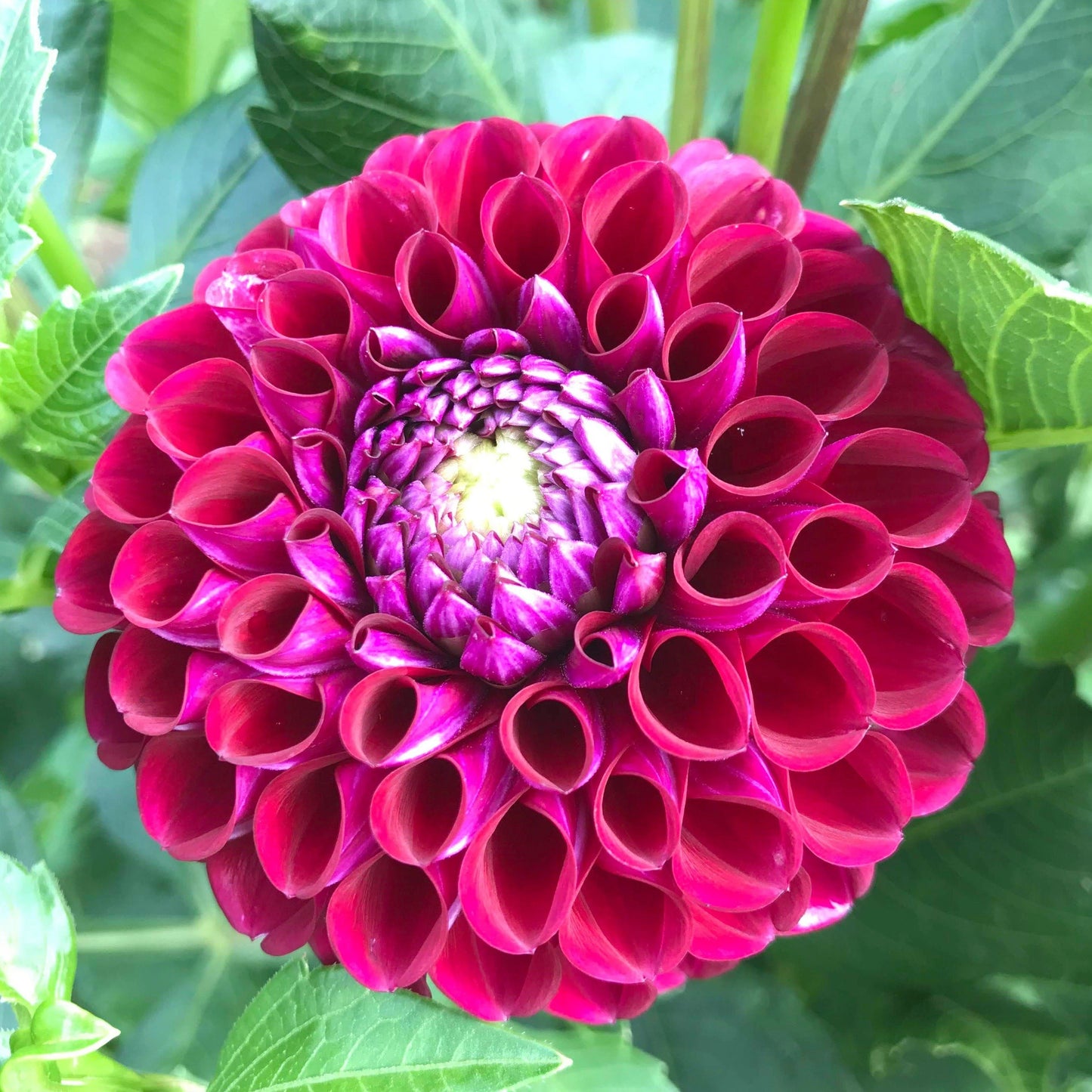 Dahlia