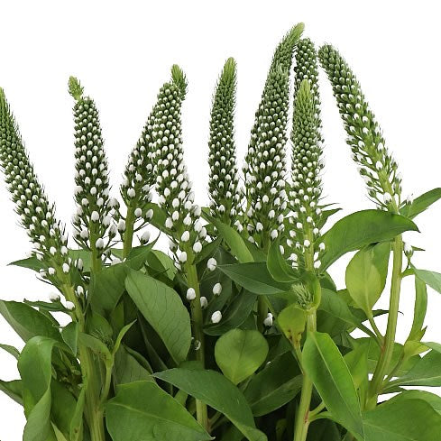 Lysimachia