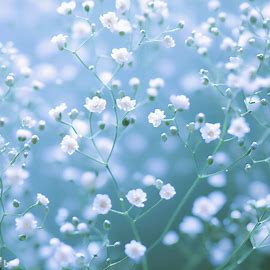 Gypsophila (Baby's Breath)