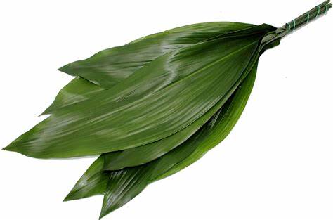 Aspidistra