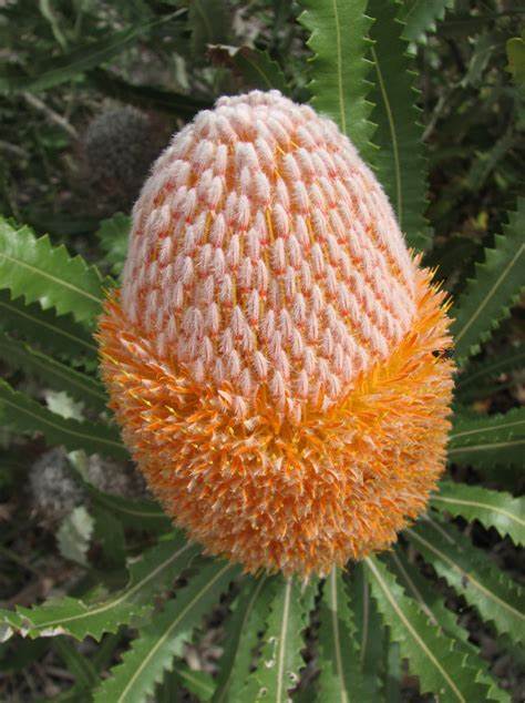 Banksia