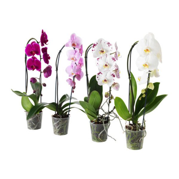 Phalaenopsis Orchids