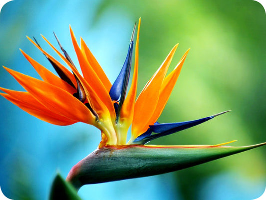 Bird of Paradise