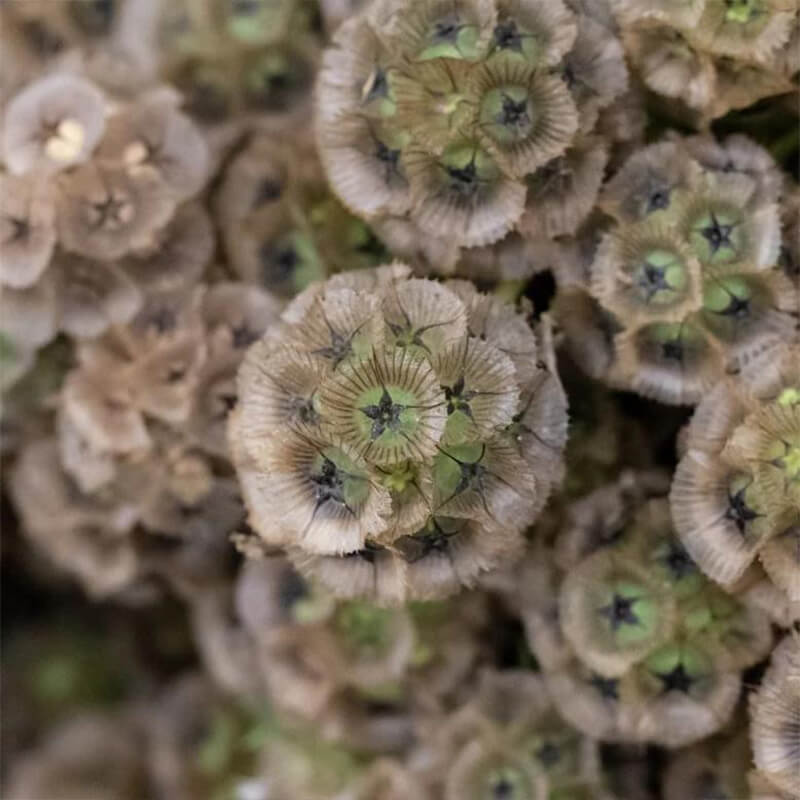 Scabiosa Pod