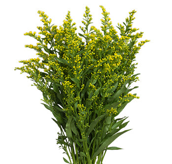 Solidago