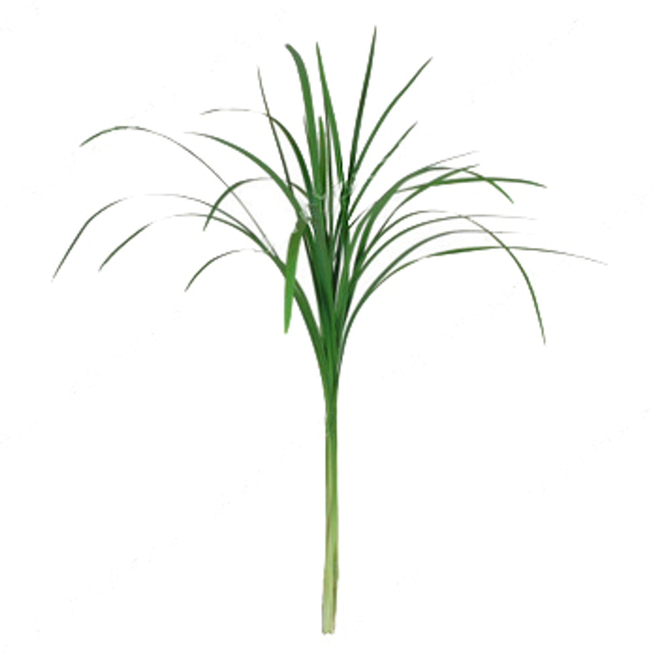 Lily Grass