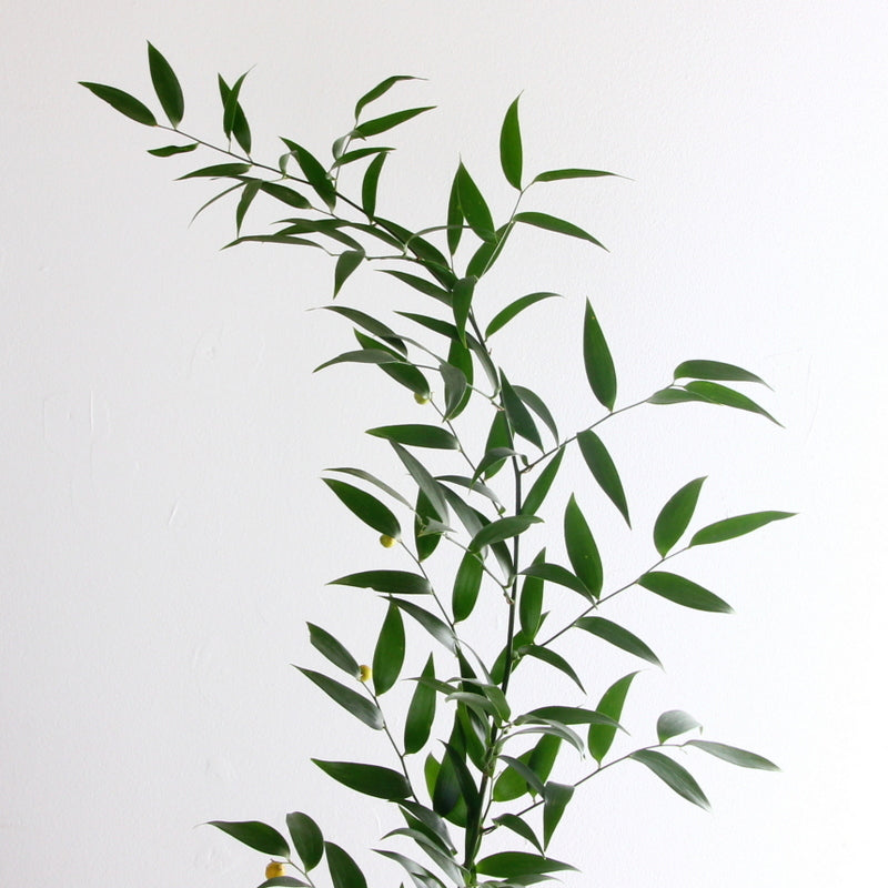 Italian Ruscus