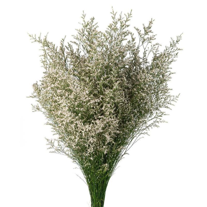 Limonium