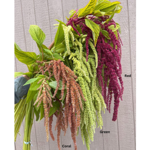 Amaranthus