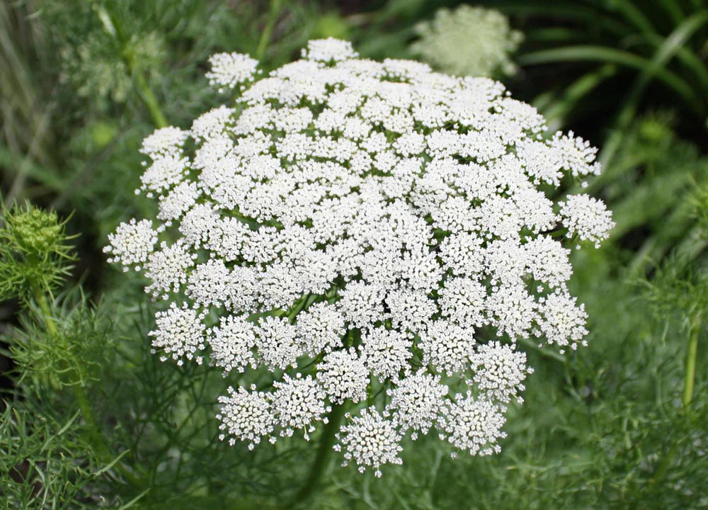 Queen Anne's Lace