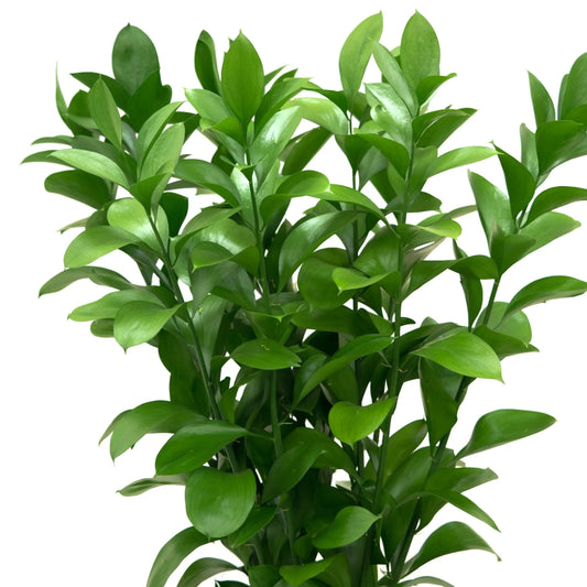 Israeli Ruscus