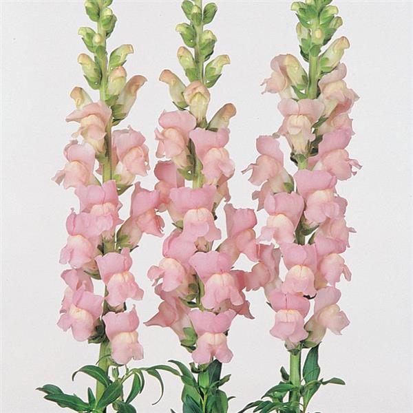 Snap Dragon