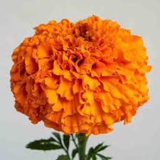 Marigold