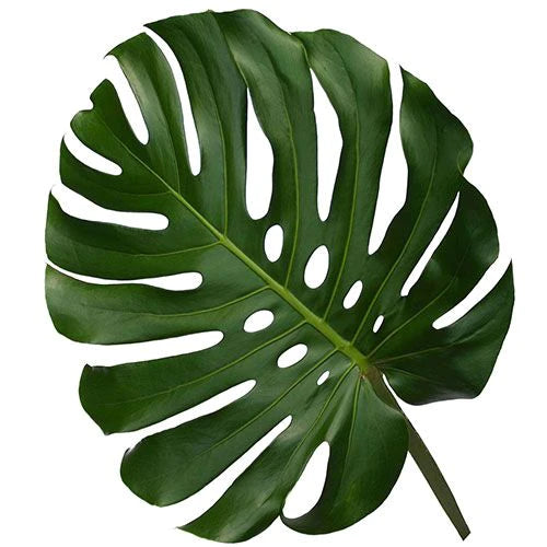 Monstera