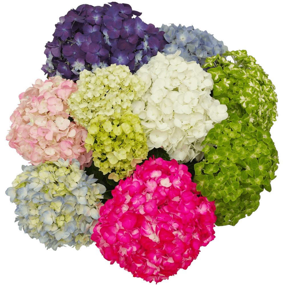 Hydrangeas Premium