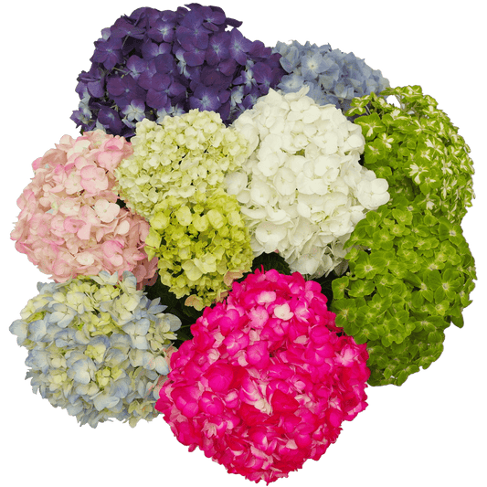 Hydrangeas Premium