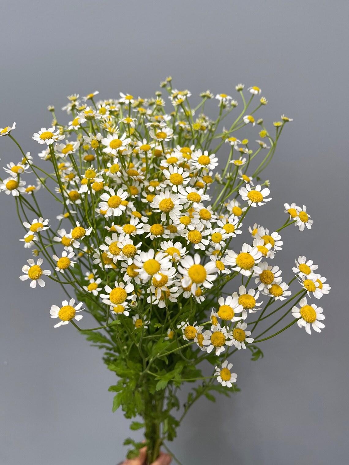 Chamomile