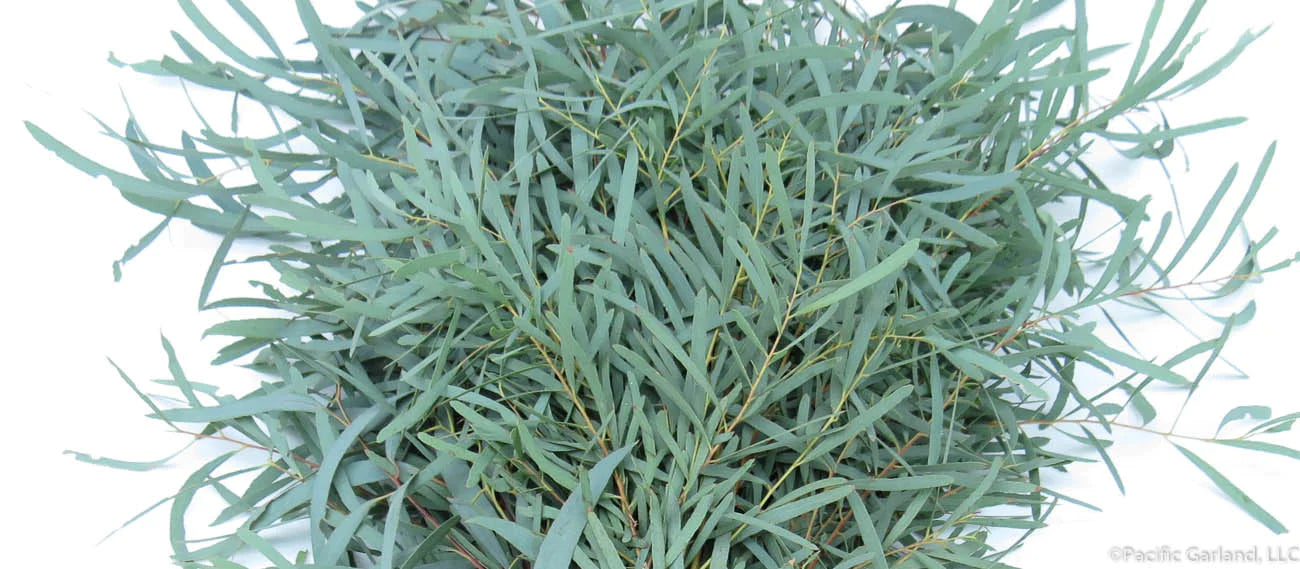 Feather Eucalyptus