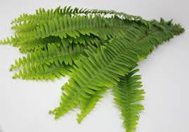 Sword Fern